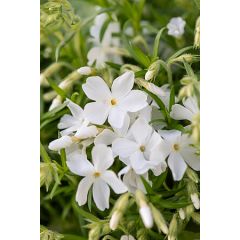 Floks szydlasty 'Maischnee'